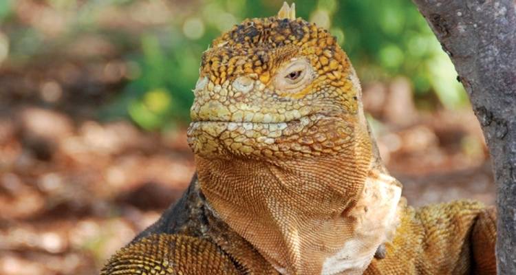 Galapagos Family Holiday - Intrepid Travel 7