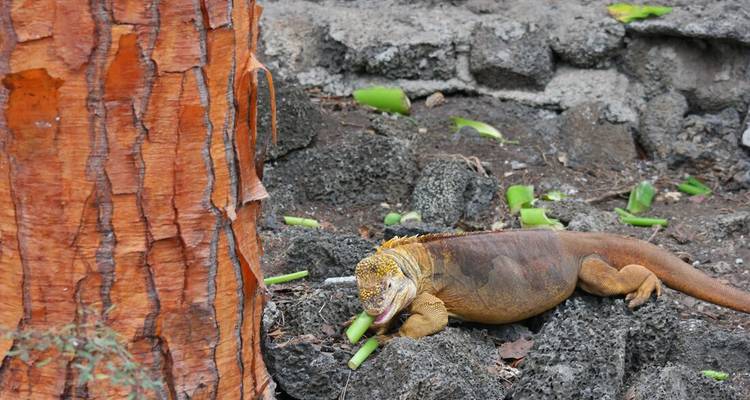 Hagedis rustend op vulkanisch gesteente met een boom in de buurt.