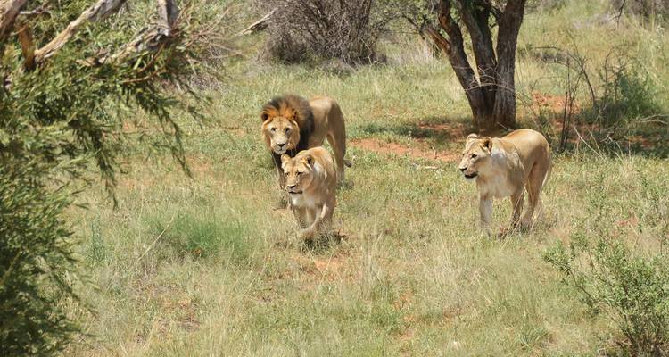 Safari familiar en Sudáfrica con adolescentes - Intrepid Travel 9