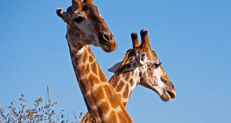 Safari familiar en Sudáfrica con adolescentes - Intrepid Travel 1