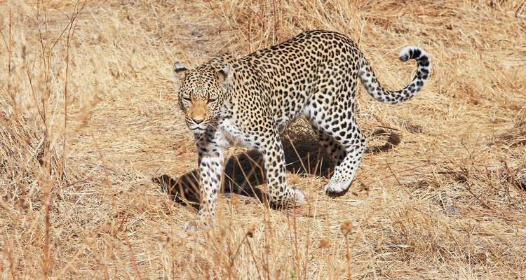12 días por el delta del Okavango y Etosha exprés - campamento - Acacia Adventure Holidays 9