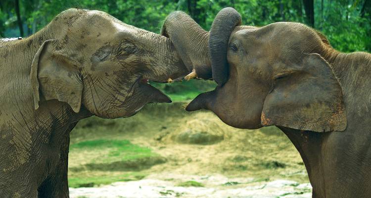 Aventure culinaire au Sri Lanka (including Parc national de Yala) - Intrepid Travel 7