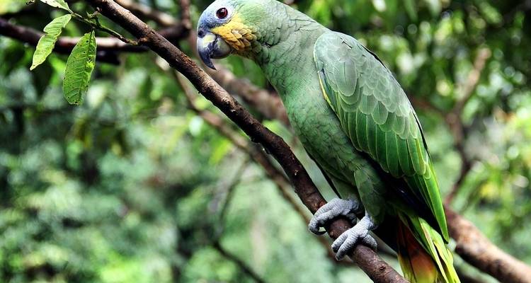 Peru: Amazon Jungle Short Break - Intrepid Travel 7