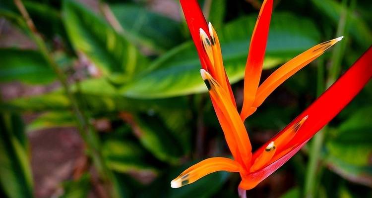 Peru: Amazon Jungle Short Break - Intrepid Travel 4