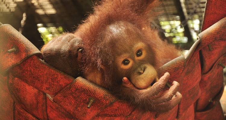 Baby orangutan laying in a hammock.