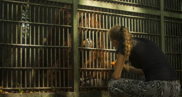 Vrouw die interactie heeft met een orang-oetan in een kooi.