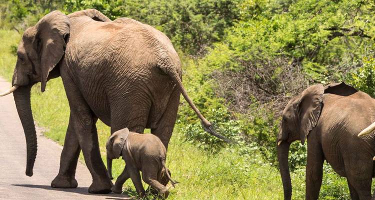 Kruger Lodge Experience (3 days) - Intrepid Travel 7