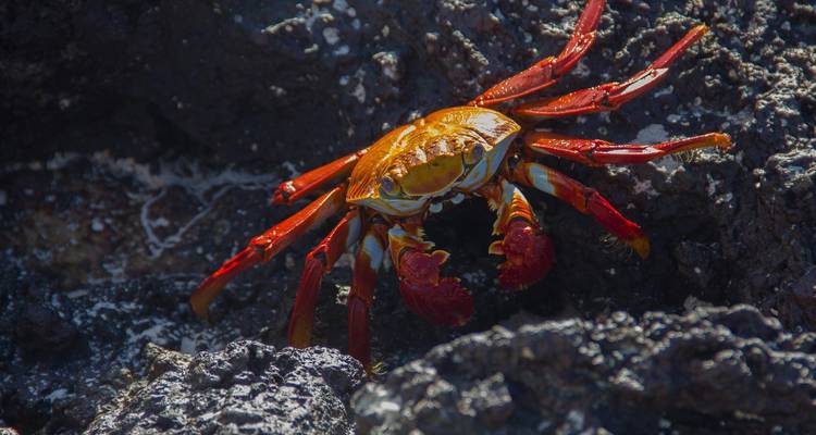Galápagos esencial - Intrepid Travel 10
