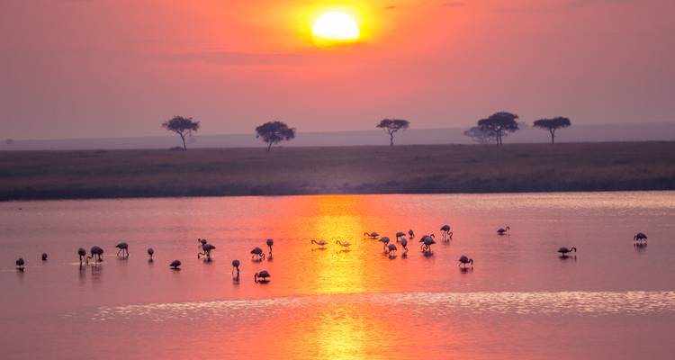 Flamingo's wadelen in een spiegelglad meer bij zonsopgang met een oranje gloed en acaciabomen in de verte