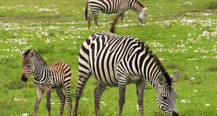 Forêts tropicales et récifs - Absolute Africa 2