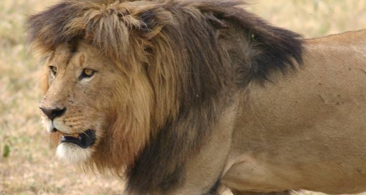 Rencontre avec la faune - Absolute Africa 4
