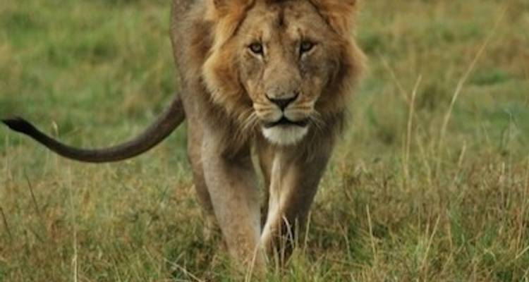 Rencontre avec la faune - Absolute Africa 3