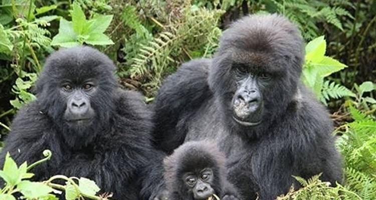 A Week In Gorilla Lands - Absolute Africa 1