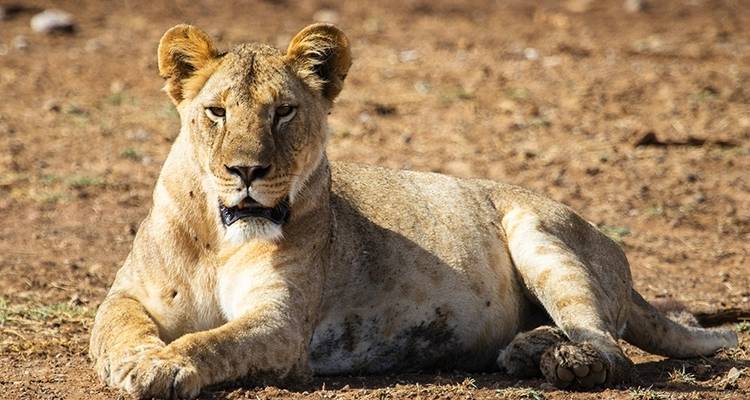 Une semaine au Kenya - Absolute Africa 8