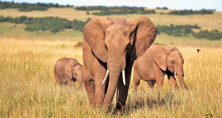 Une semaine au Kenya - Absolute Africa 1