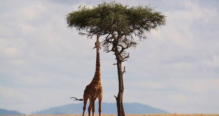Une semaine au Kenya - Absolute Africa 3