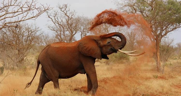 Une semaine au Kenya - Absolute Africa 6