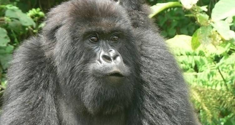 Le Gorilla Stop - Absolute Africa 1