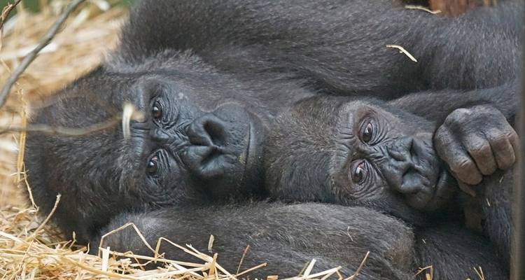 Le Gorilla Stop - Absolute Africa 4
