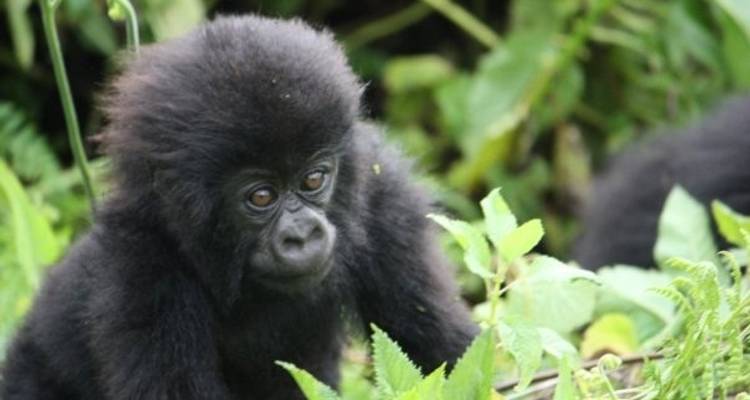 Le Gorilla Stop - Absolute Africa 2