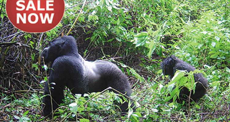 Le Gorilla Stop - Absolute Africa 3
