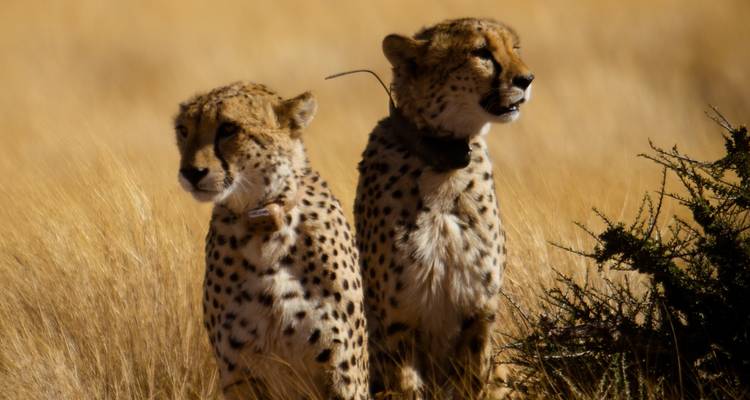 Safari exprés de 3 días en Sossusvlei con alojamiento - Chameleon Safaris Namibia 9