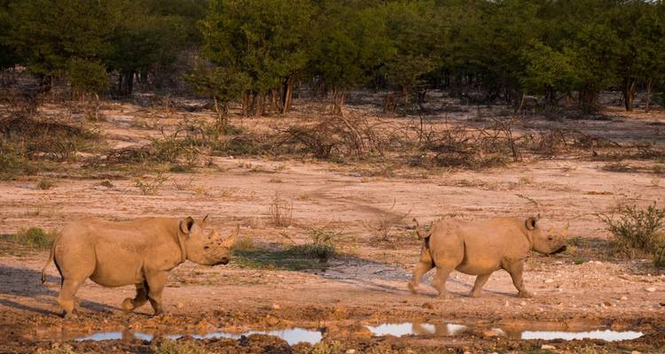 Safari de 7 jours avec hébergement en Namibie - Chameleon Safaris Namibia 3