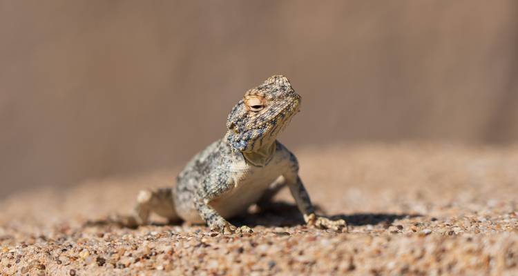 Safari de 7 jours avec hébergement en Namibie - Taste of Namibia - Chameleon Safaris Namibia 9