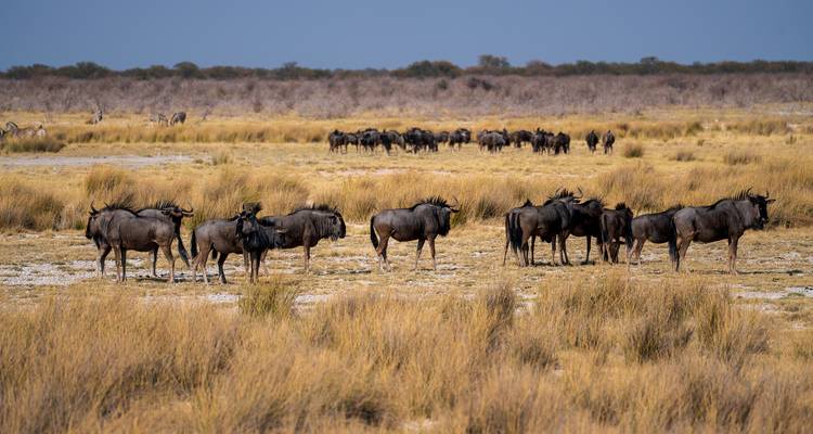 Safari de 7 jours avec hébergement en Namibie - Taste of Namibia - Chameleon Safaris Namibia 10