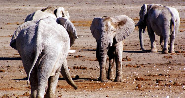 Aventure de 4 jours avec hébergement à Etosha et Swakopmund - Chameleon Safaris Namibia 8