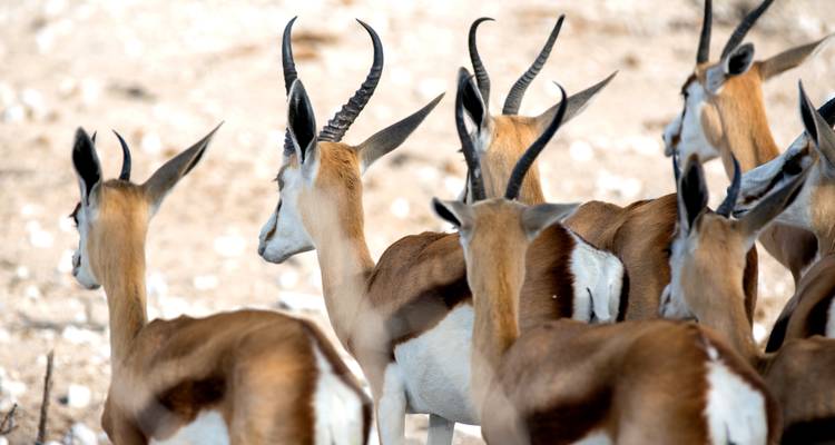 Aventure de 4 jours avec hébergement à Etosha et Swakopmund - Chameleon Safaris Namibia 4