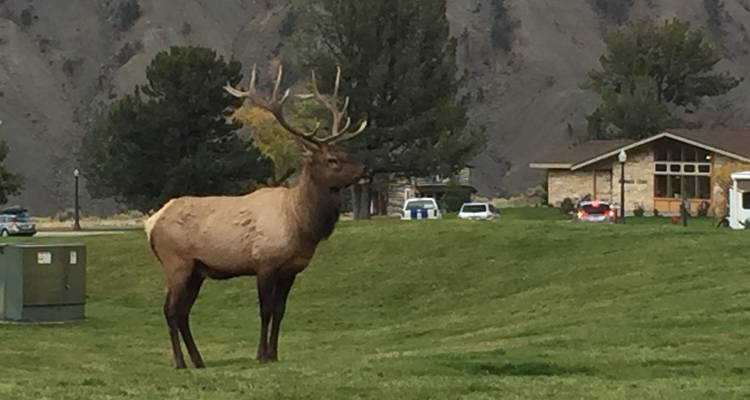 Explorateur de Yellowstone et des Rocheuses - Bindlestiff Tours 7