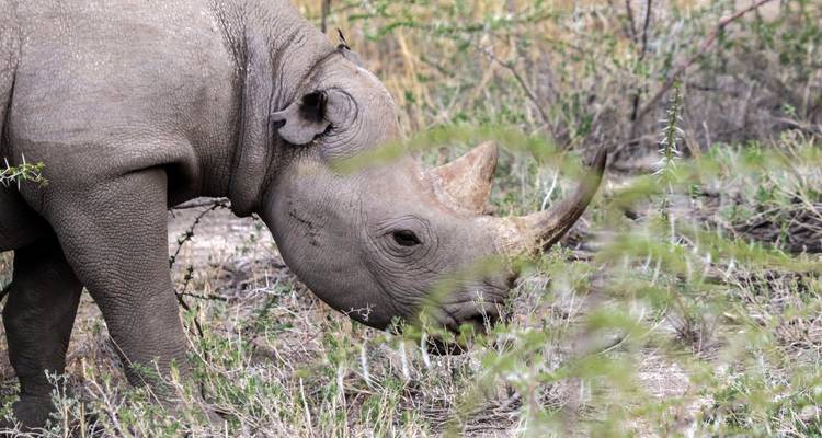 Neushoorn grazend in een natuurlijke habitat met wat vegetatie op de voorgrond.
