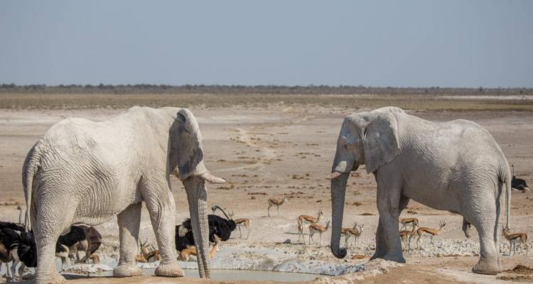 3 Day Etosha Express Accommodated Safari - Chameleon Safaris Namibia 3