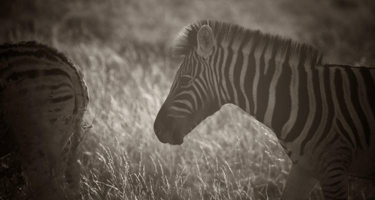 3 Day Etosha Express Accommodated Safari - Chameleon Safaris Namibia 4