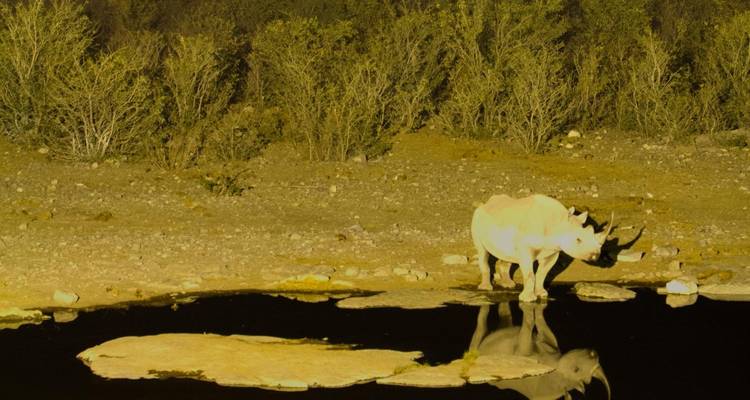 3 Day Etosha Express Accommodated Safari - Chameleon Safaris Namibia 8