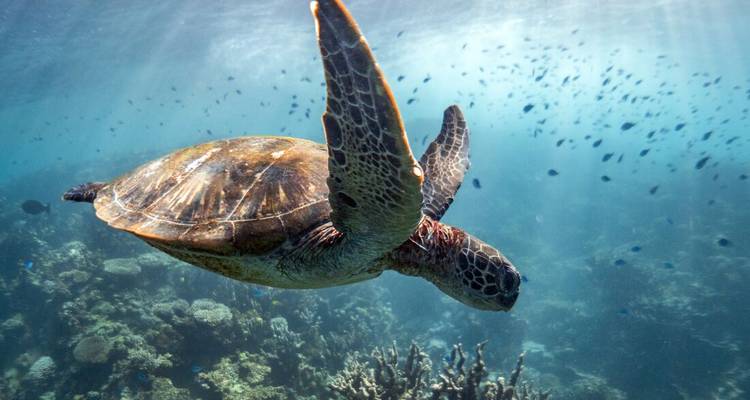 Una elegante tortuga marina nada a través de aguas azules moteadas por el sol llenas de peces pequeños.