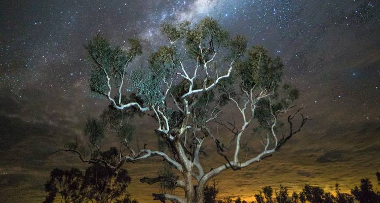 Un árbol retorcido se alza silueteado bajo un cielo nocturno lleno de estrellas y la Vía Láctea.