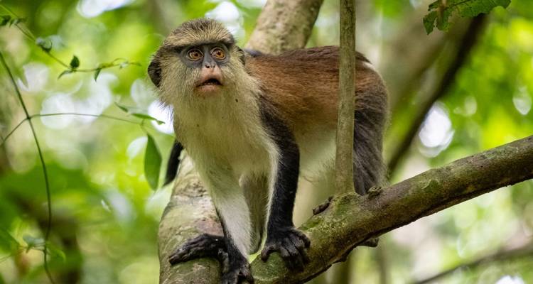 Wli Falls & Tafi Atome Monkey Sanctuary Tour - Landtours Ghana Ltd. 1