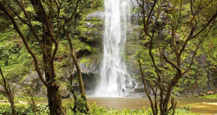 Wli Falls & Tafi Atome Monkey Sanctuary Tour - Landtours Ghana Ltd. 4