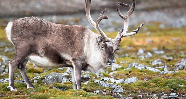 Three Arctic Islands: Spitsbergen, Greenland and Iceland (Southbound) - Intrepid Travel 3