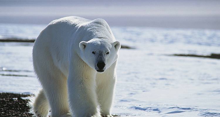 Three Arctic Islands: Spitsbergen, Greenland and Iceland (Southbound) - Intrepid Travel 1