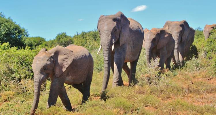 La Route des jardins - Absolute Africa 7