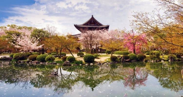 Cherry Blossom Festival - 13 days - On The Go Tours 3