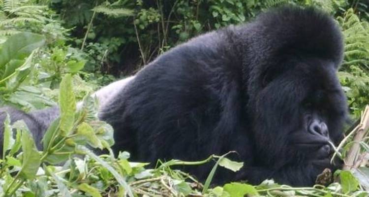 Gorilla Express - 4 jours - On The Go Tours 8