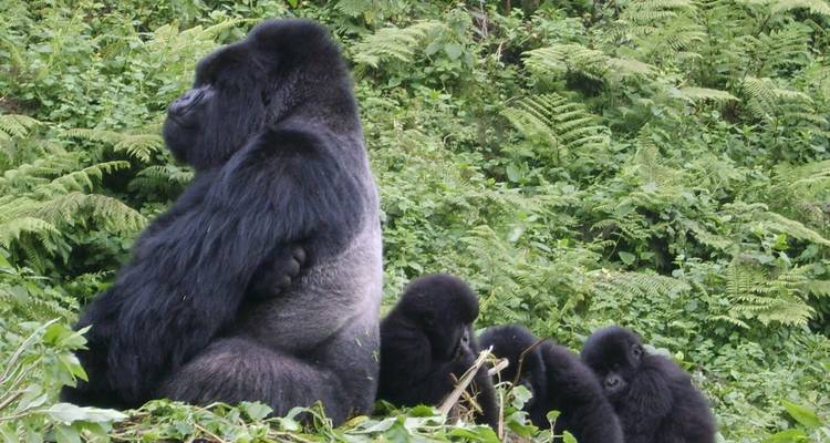 Famille de gorilles dans une forêt verdoyante au Rwanda.