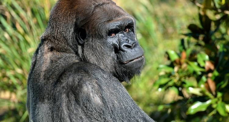 Gorilla Express - 4 jours - On The Go Tours 10