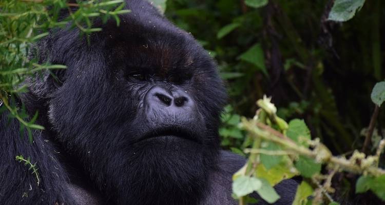 Gorilla Express - 4 jours - On The Go Tours 4
