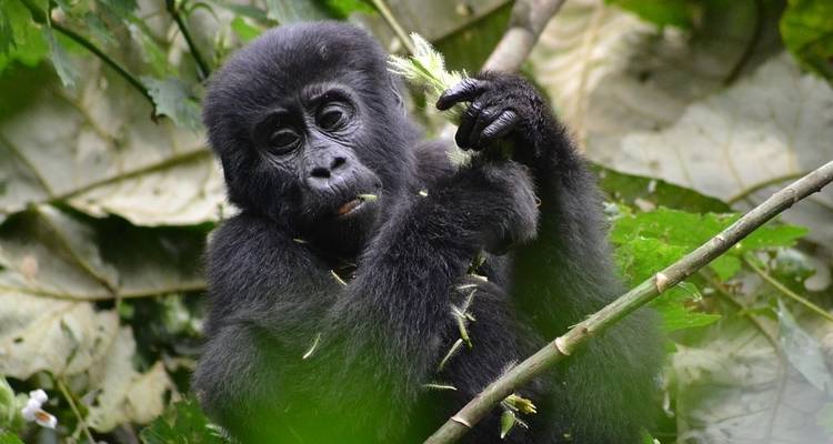 Gorilla Express - 4 jours - On The Go Tours 7
