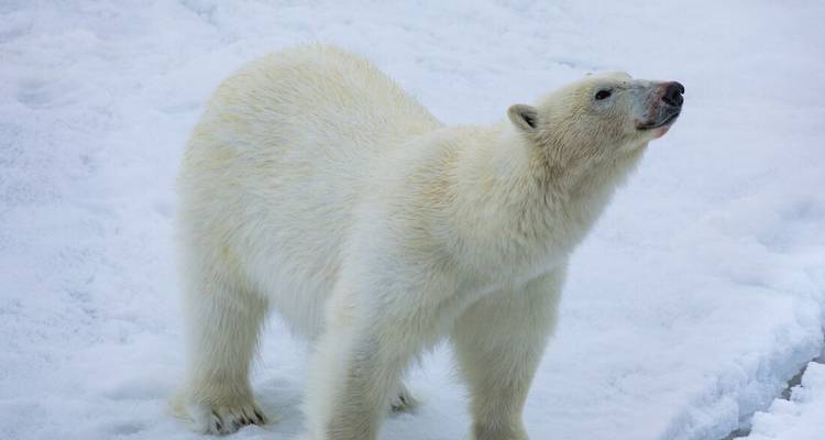 Northwest Passage: The Legendary Arctic Sea Route (from Aberdeen to Tromso) - Intrepid Travel 5